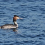 カメラ大好きおやじの野鳥と自然風景フォトアルバム