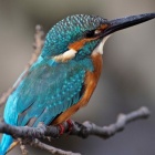 『BORGオフ会開催時のカワセミ画像①　2020/09/28』の画像