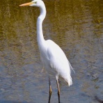 シートンでファーブルな生物記