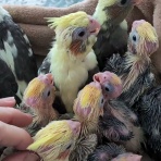 オカメインコ暮らし