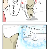 姉猫の理不尽日記：真夏の攻防