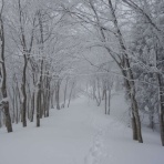 らいおんはーと