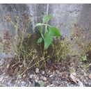 貰ったひまわり植付