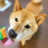 『柴犬3歳 かいと君』の画像