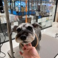 【トリミングブログ】福くん
