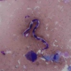 風の動物病院のブログ