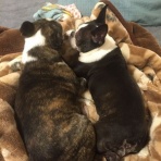 ネギにニラ