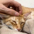 添い寝できない猫たち　20260803
