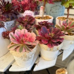 のばらのガーデニングブログ　Hana and Rose Garden+