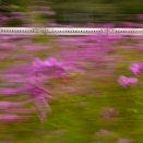 秋桜流し