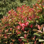 ヨウコの川歩き