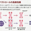 レスベラトロール
