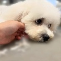 トリマースタッフブログ✂️
