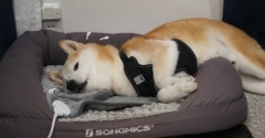柴犬貫太の変な寝相♪（動画）