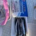 博多湾で太刀魚釣り