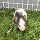 『	 新しい小動物の紹介です🐹』の画像