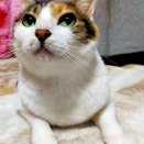 おうすの里の梅干し