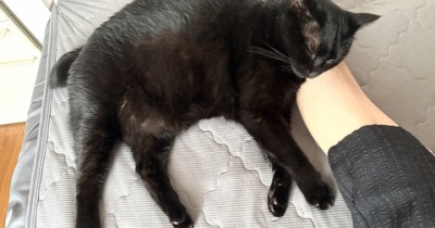 猫の足枕に成功した朝
