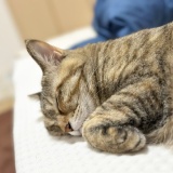 ねこ写真と告知日記