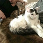 銃🐈‍⬛猫たちと家族の記録