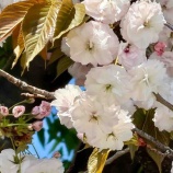 『川越散策②一番街(蔵造り)・小江戸黒豚?・菓子屋横町・時の鐘』の画像