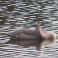 オオハクチョウを撮る🦢🦢📸（多々良沼公園）
