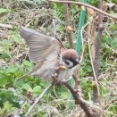 スズメとヒヨドリ（2026/04/13）