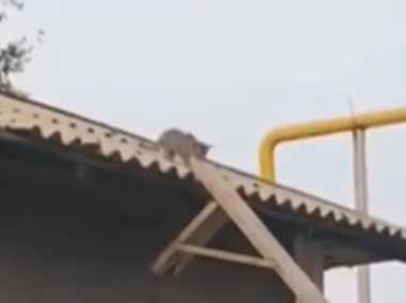 なるほど、いい作戦だ！ 小さな男の子がバケツを頭上に持ち上げた → 屋根の上の子猫はこうなった…