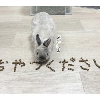 うさぎのルリ(8/19追記)