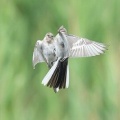 2026年7月18日の野鳥公園