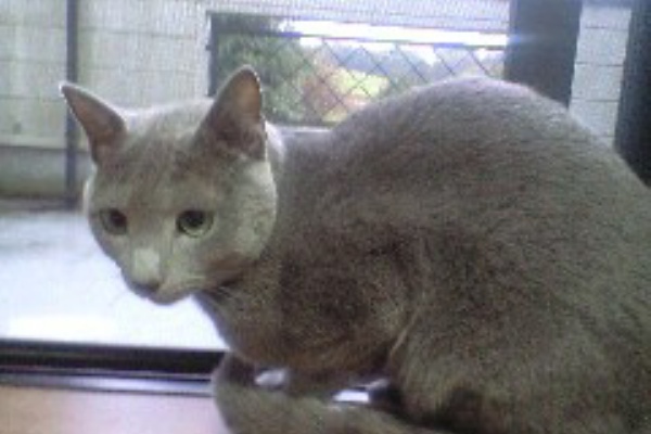 ワニワニパニック障害