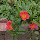 プランターの花