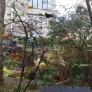 月曜ラシカラヌ