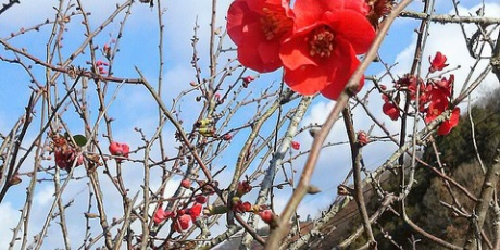 気分は花ラー Hana Rer 安芸の國 日々の花と自然 13