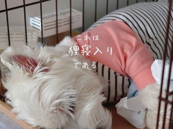白犬の抵抗