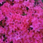 犬が三毛の一族