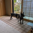 ジョリーちゃんとリディアちゃん、マシュマロ、ダッシュ😆💓✌️💓