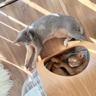 宇宙船の中と外、お昼寝の場所取り合戦