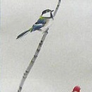 今井景樹 掛軸 kj－222 枯れ枝小禽