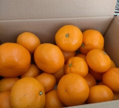 みかん箱買い