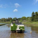 令和8年産　多古米の田植えが始まりました！