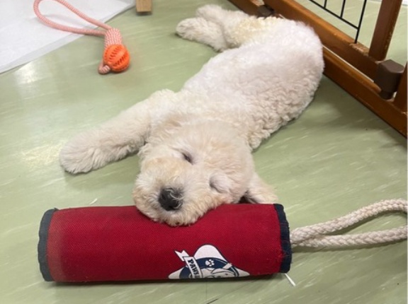 今日のシェルター通信です。🐶💓😸