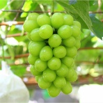 ビビの役に立たないシナリオ