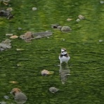 カメラ大好きおやじの野鳥と自然風景フォトアルバム