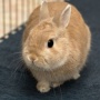【深い】「うさぎを飼いたい」とねだる小学生に母親が出した『ある課題』が素晴らしいと大絶賛！ 「大人も受けるべき教育」