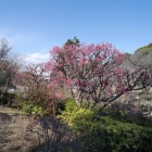 『哲学堂の梅~LAOWA10mmF2.0Zero-D MFT＆50mmマクロ　2021/02/14』の画像