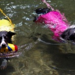 ボーダーコリー　マリンと一緒 ＆リボン♪そしてチェリー♪♪