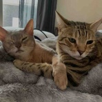 ベンガル猫BenelliとアビシニアンBenjaminと三毛猫Calicoと家族の記録