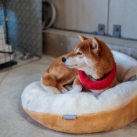 EF-Rマウントアダプター