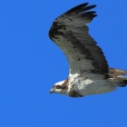 『投稿：ミサゴの飛びもの５態　2025/01/05』の画像